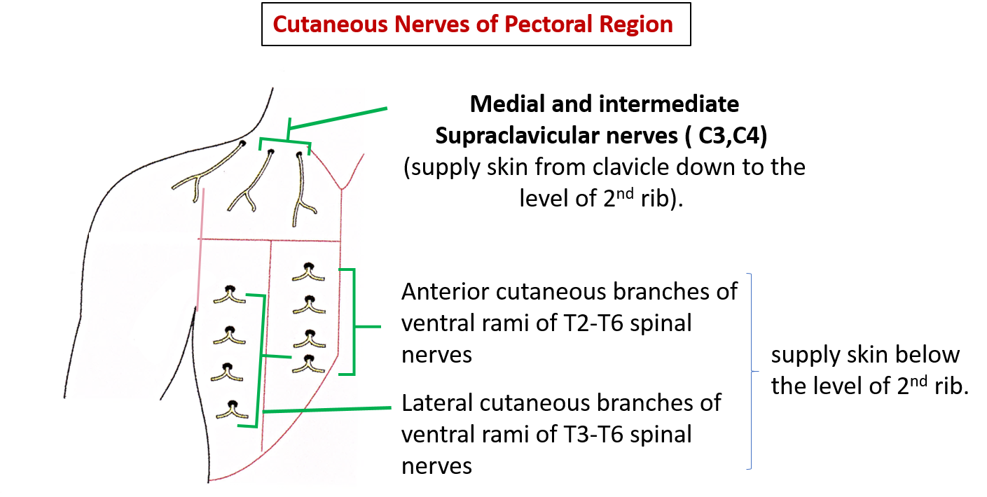 cutaneous nerves of pectoral region