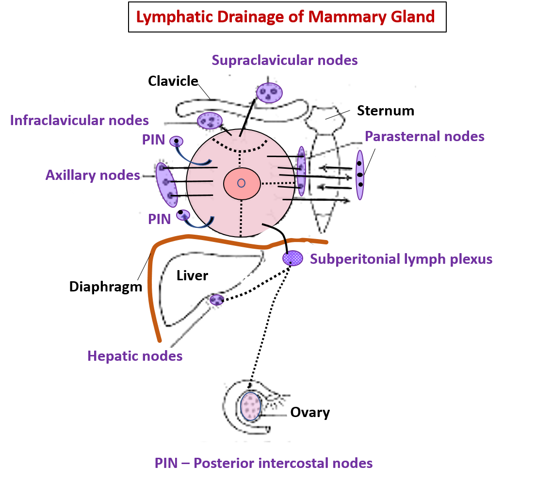 Lymphatic drainage of mammary gland