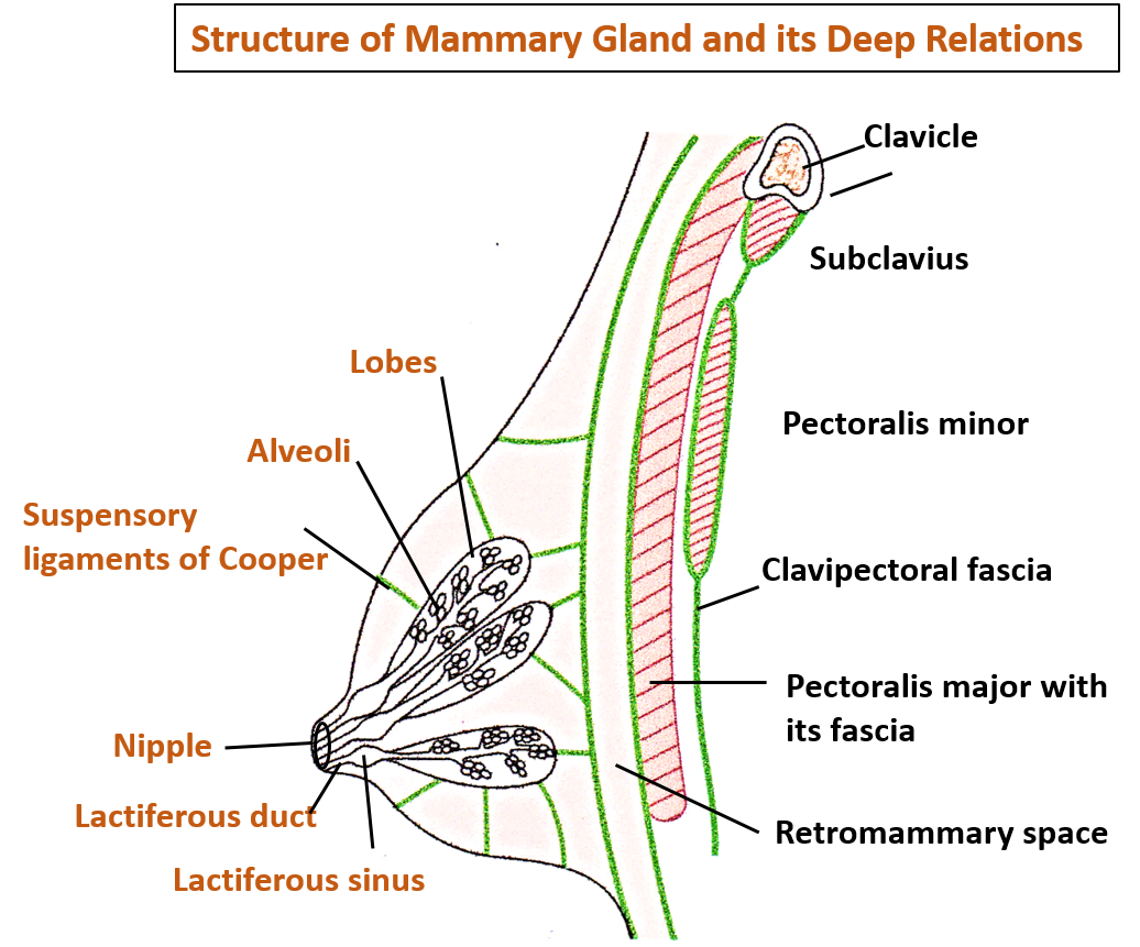 Structure and deep relations of mammary gland