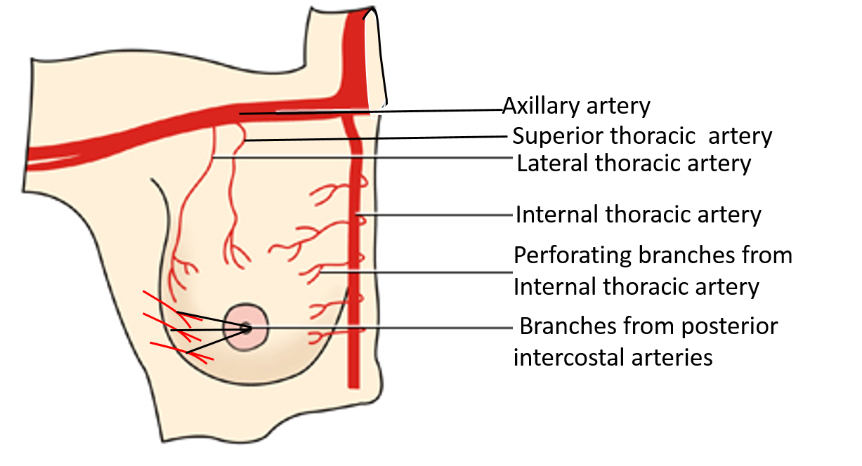 Arterial supply of mammary gland
