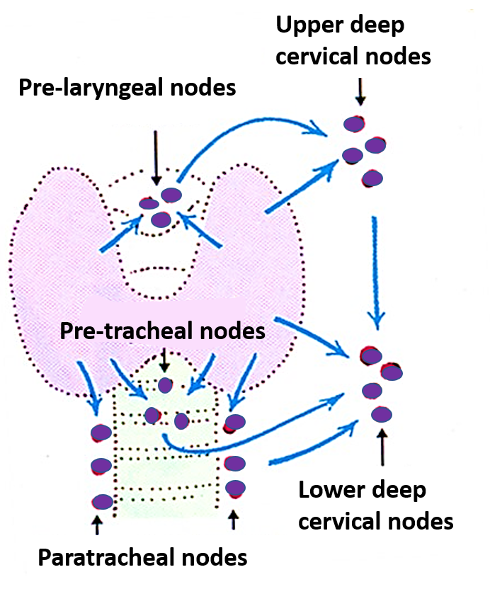 Lymph nodes for thyroid gland