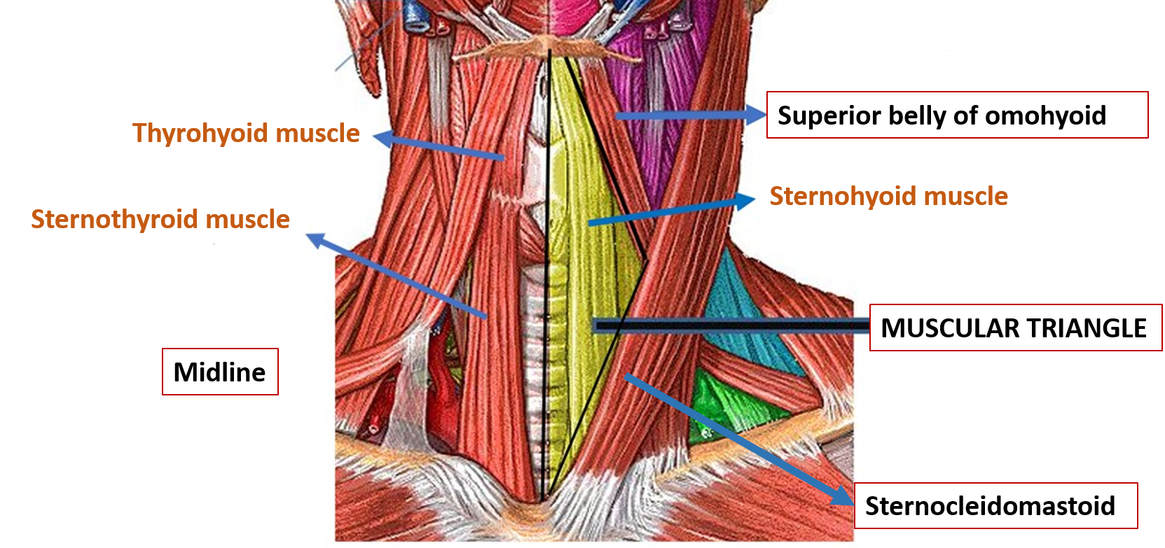 Boundaries of muscular triangle