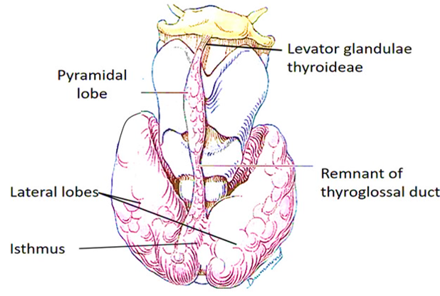 lobes and ishmus of throid gland
