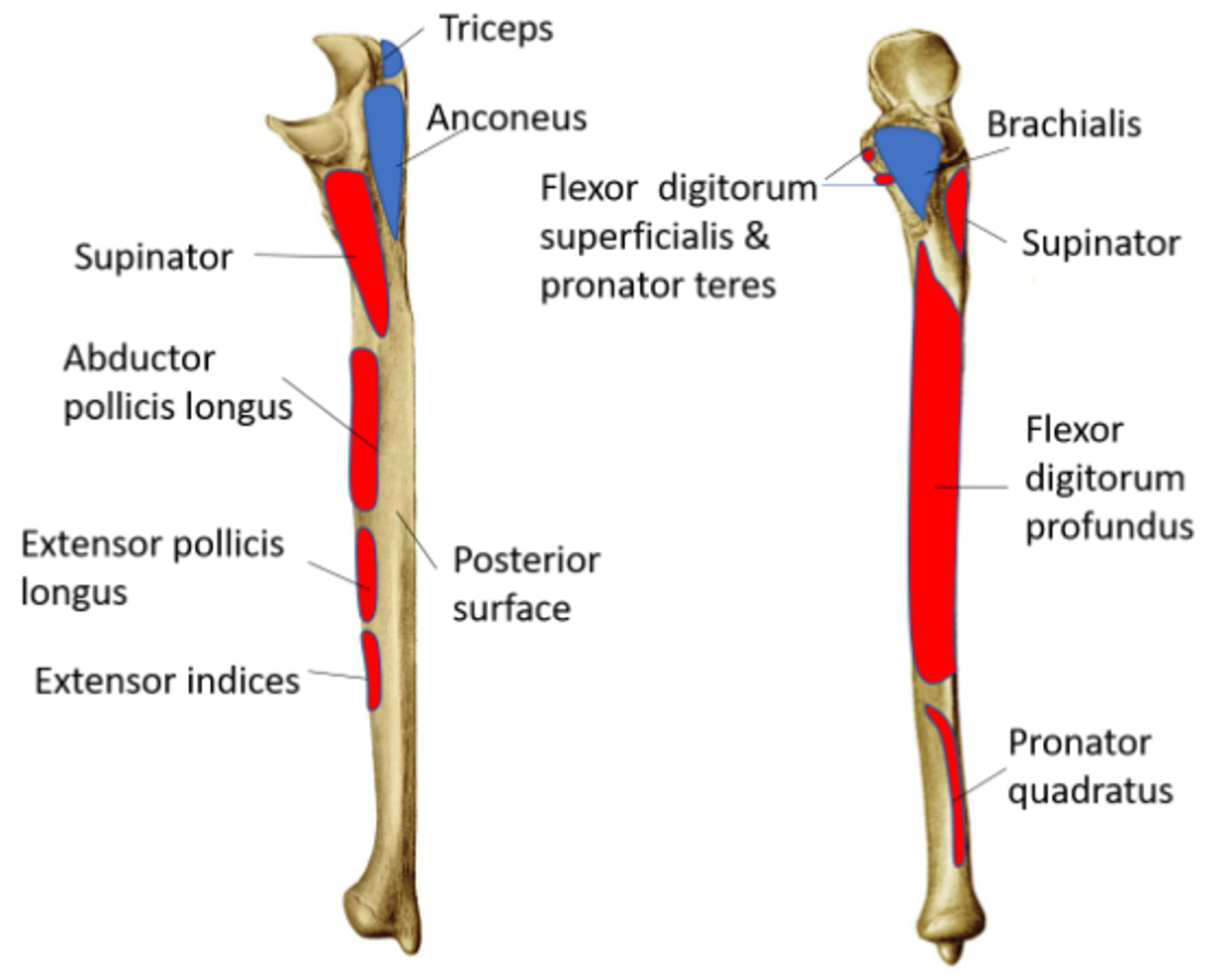 muscle attachments on ulna