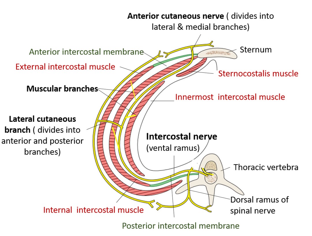 typical intercostal nerve