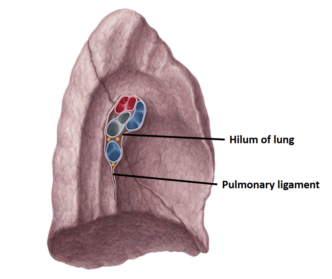 Pulmonary ligament