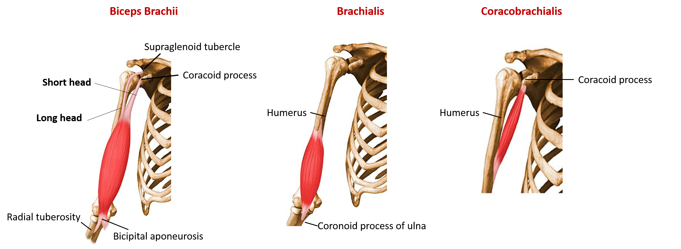 Muscles of flexor (anterior compartment of arm)