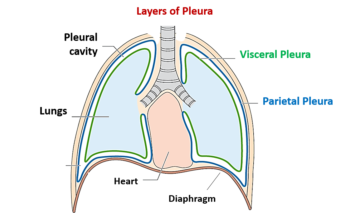 Pleuras Parietal E Visceral RETOEDU