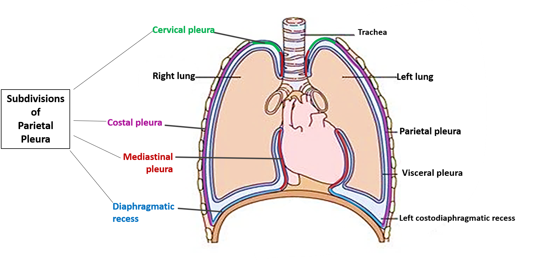 Subdivisions of Parietal Pleura