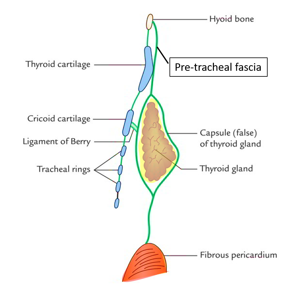 Pretracheal fascia