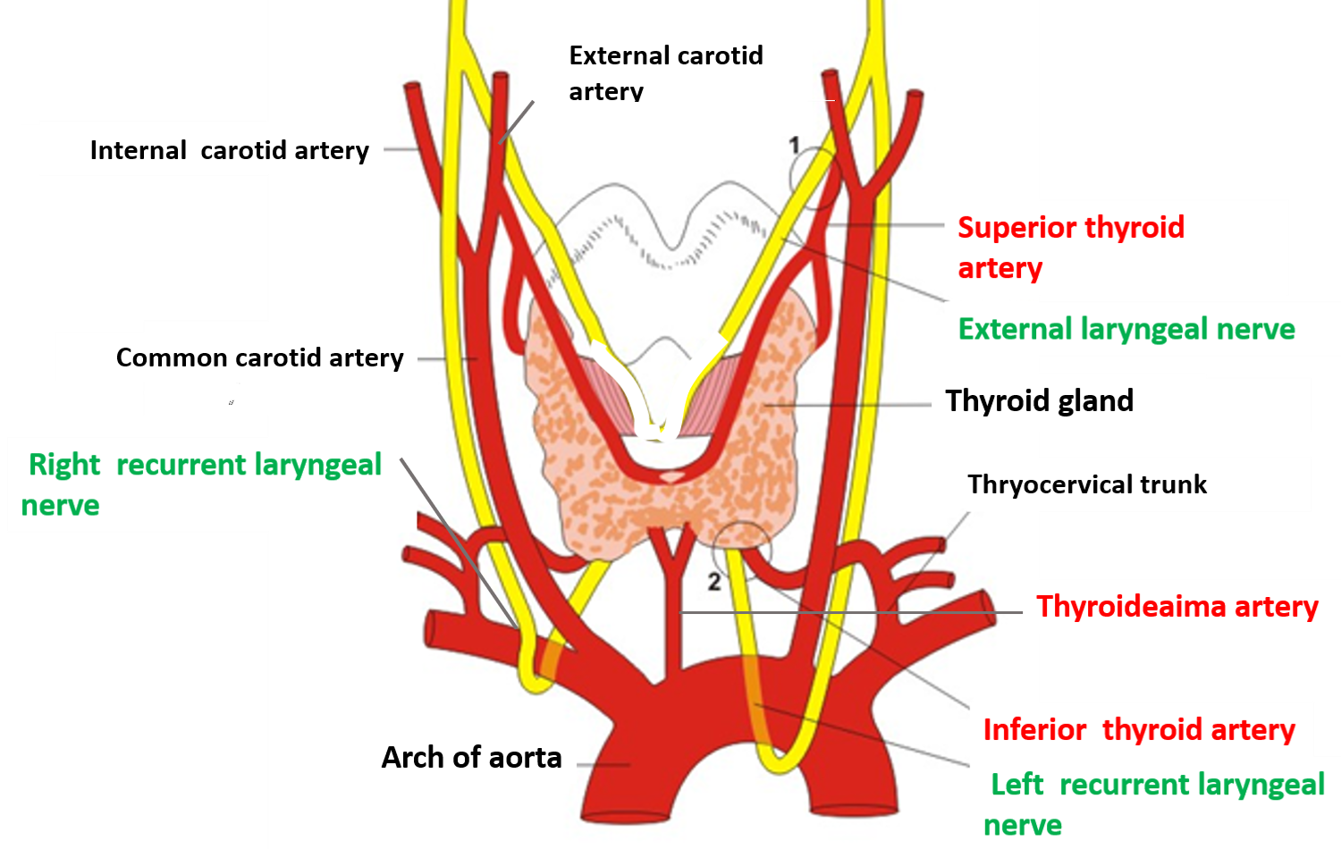 arterial supply of thyroid gland