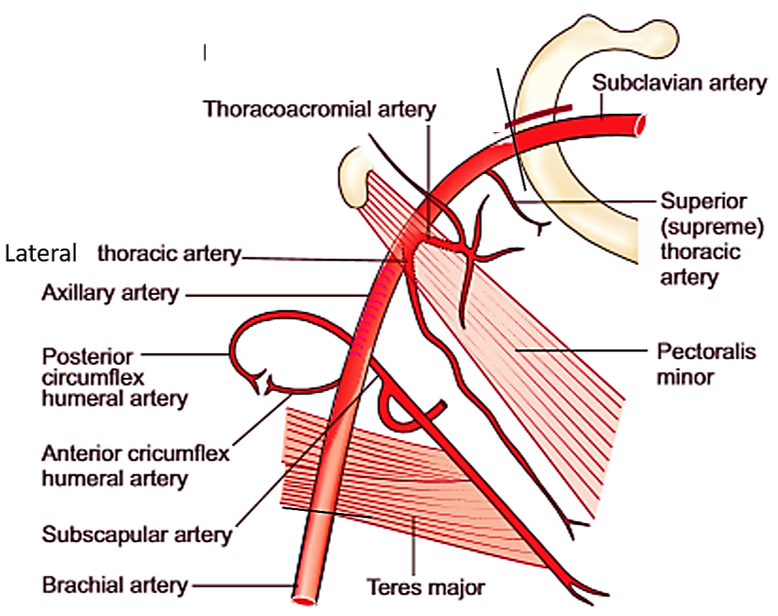 Axillary artery and its branches