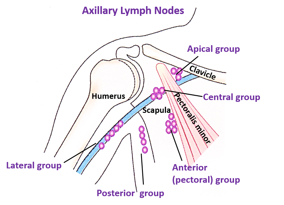 axillary lymph nodes