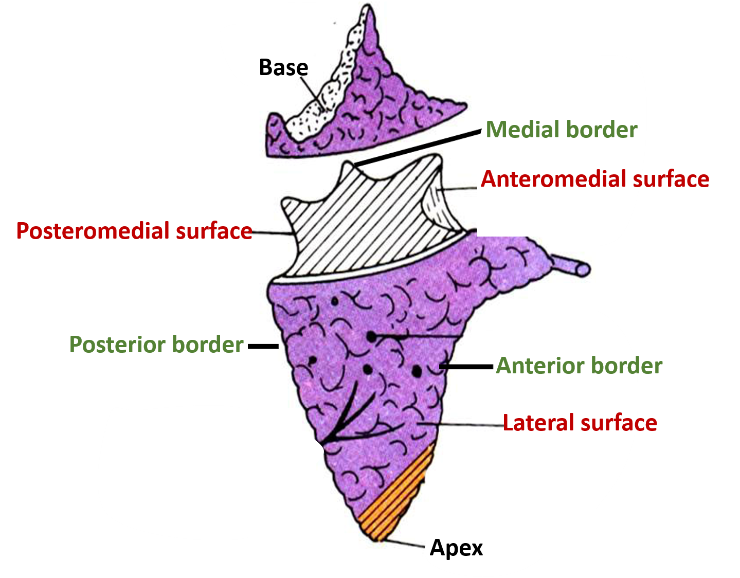 borders and surfaces of parotid gland
