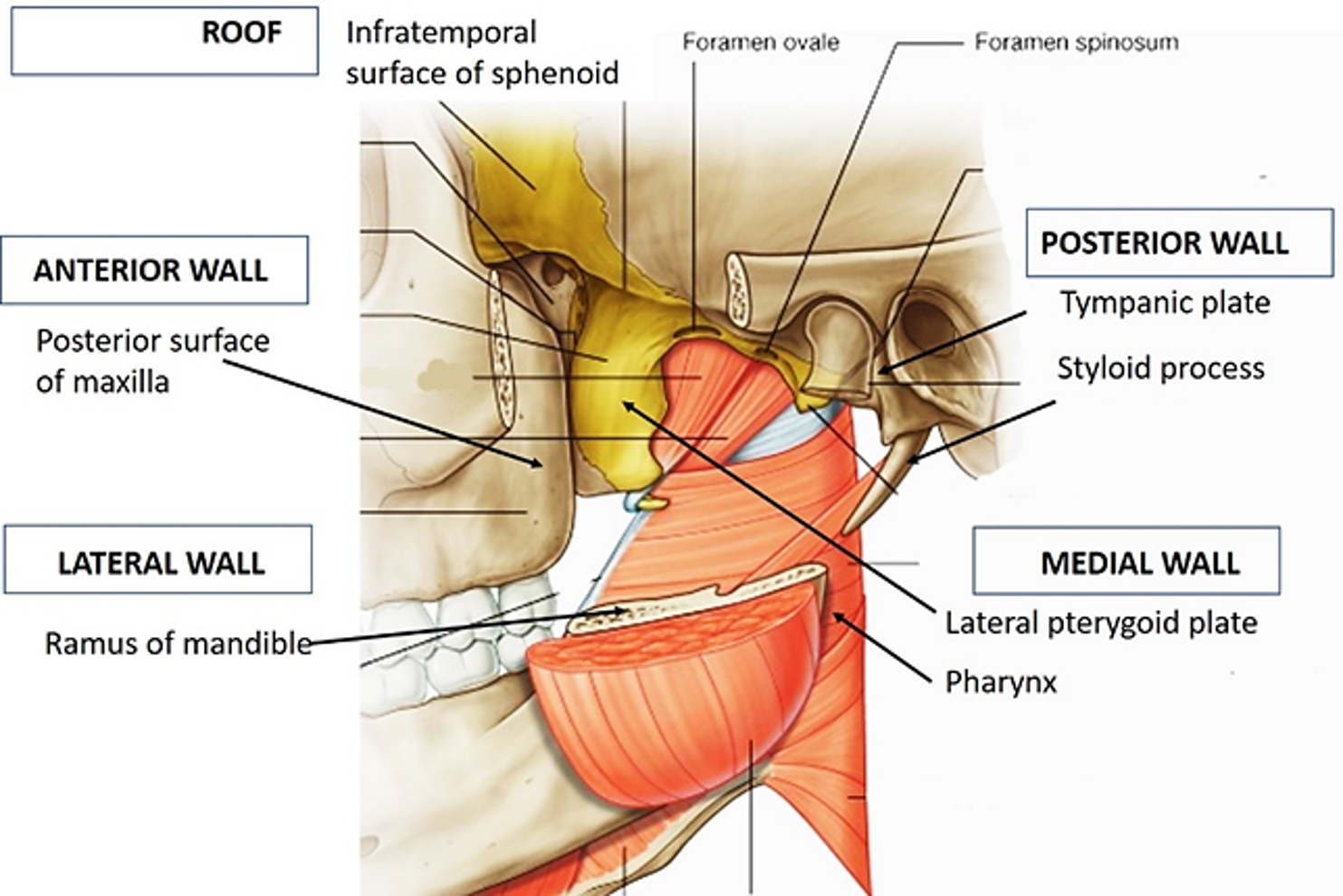 contents of infratemporal fossa