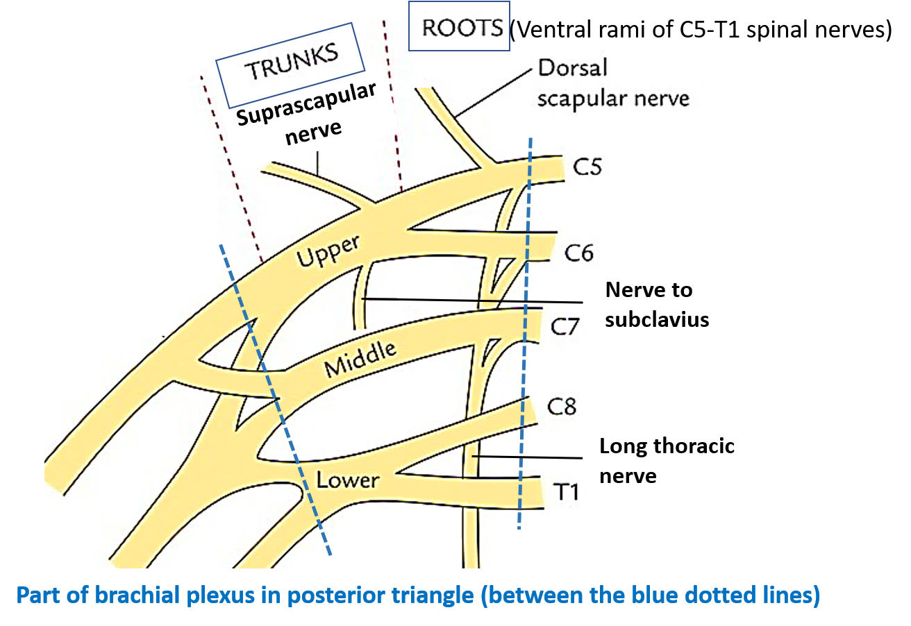 Parts of brachial plexus in posterior triangle