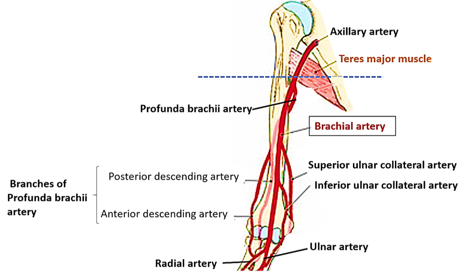Branches of brachial artery