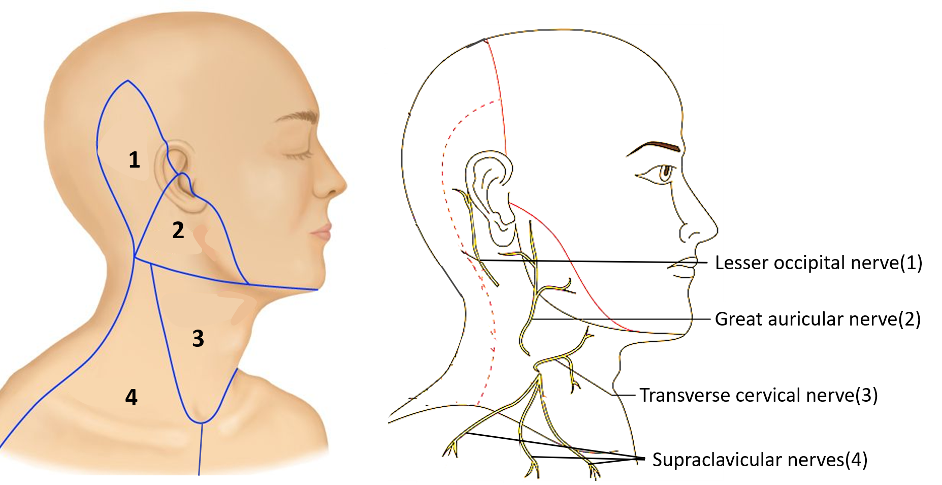 cutaneous innervation of neck