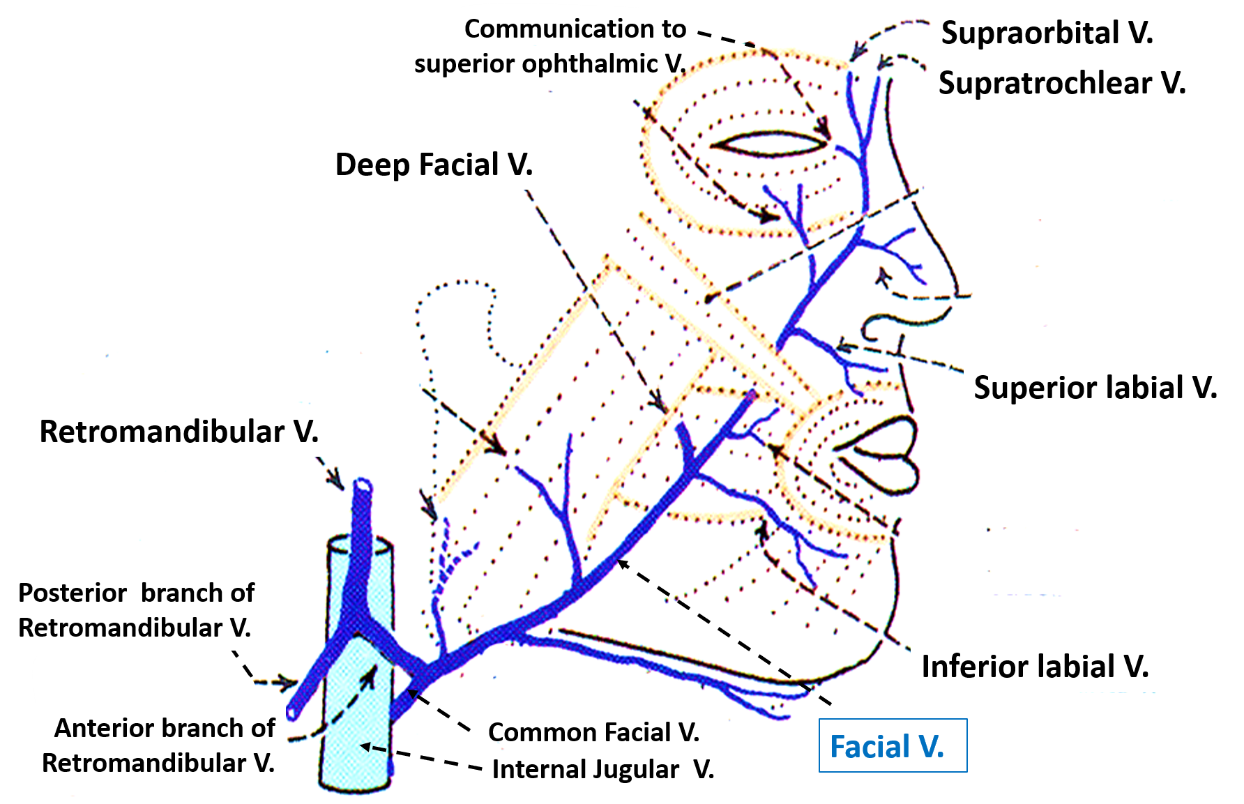 Face - Venous and Lymphatic Drainage , Anatomy QA