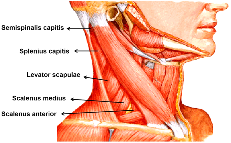 muscles forming floor of posterior triangle