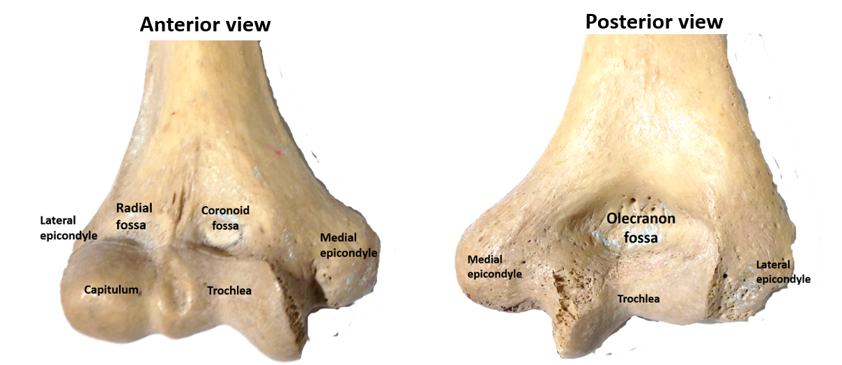lower end of humerus