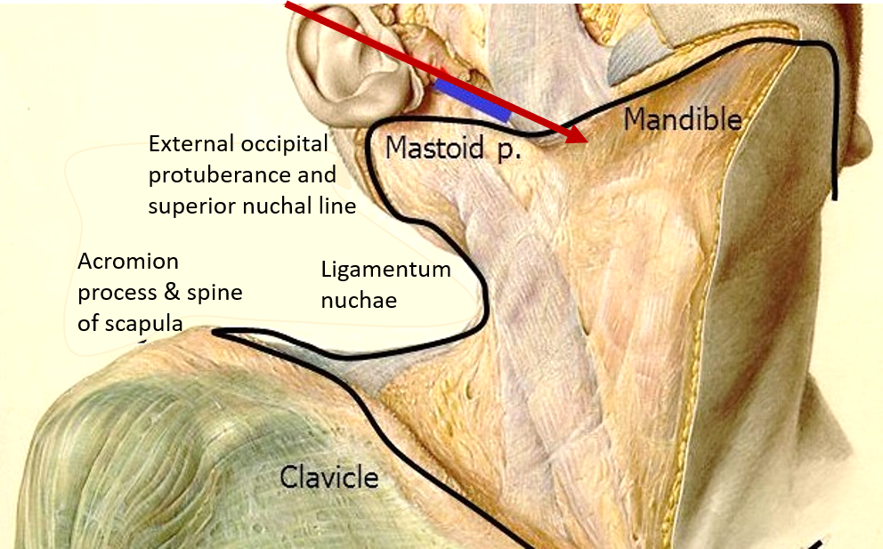 Investing layer of deep cervical fascia