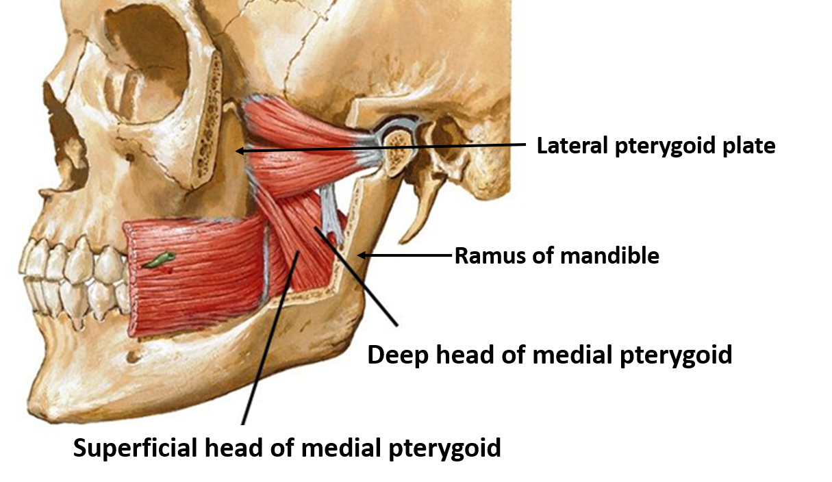 medial pterygoid muscle