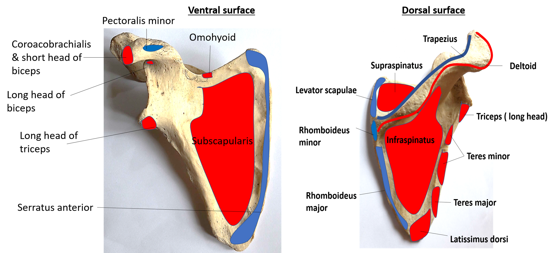 scapula -muscles attached