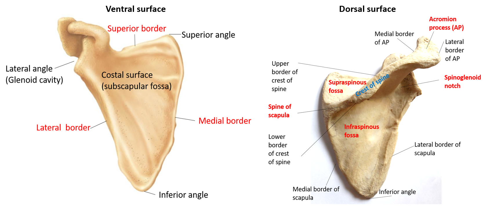 scapula - ventral and dorsal surfaces
