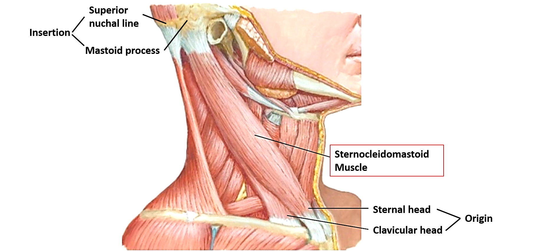 Origin and insertion of sternocleidomastoid muscle