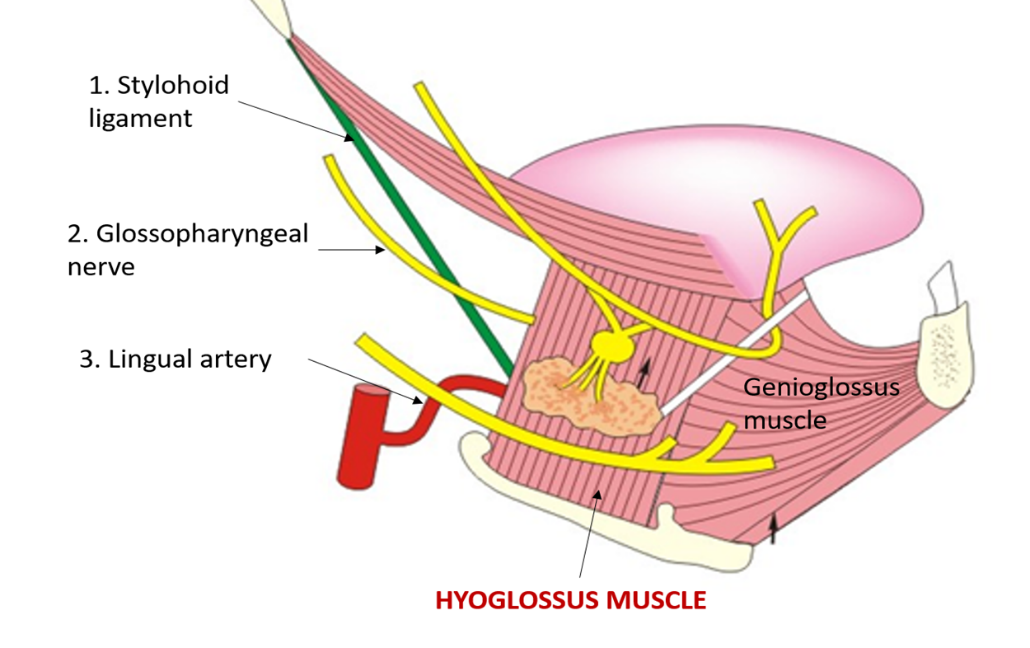 superficial relations of hyoglossus muscle
