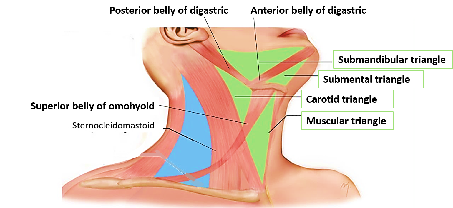 anterior-triangle-of-neck-submental-and-muscular-triangles-anatomy-qa