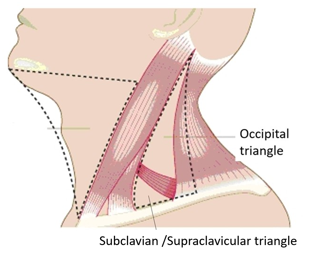 occipital and subclavian triangles
