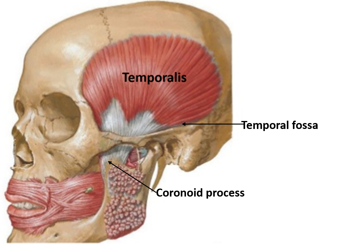 temporalis muscle