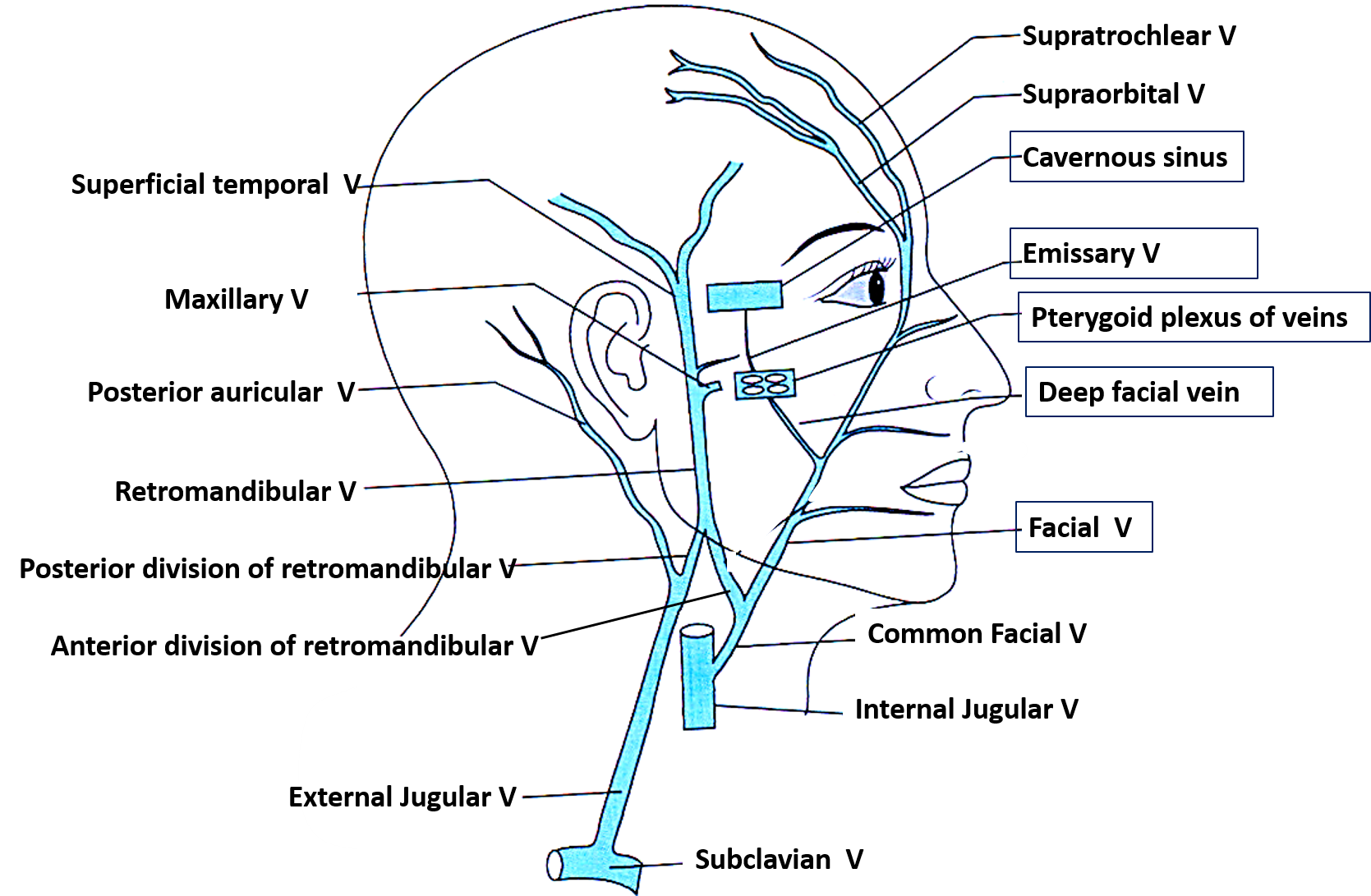 facial and retromandibular veins