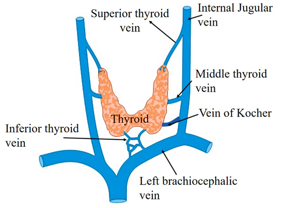 veind of thyroid gland