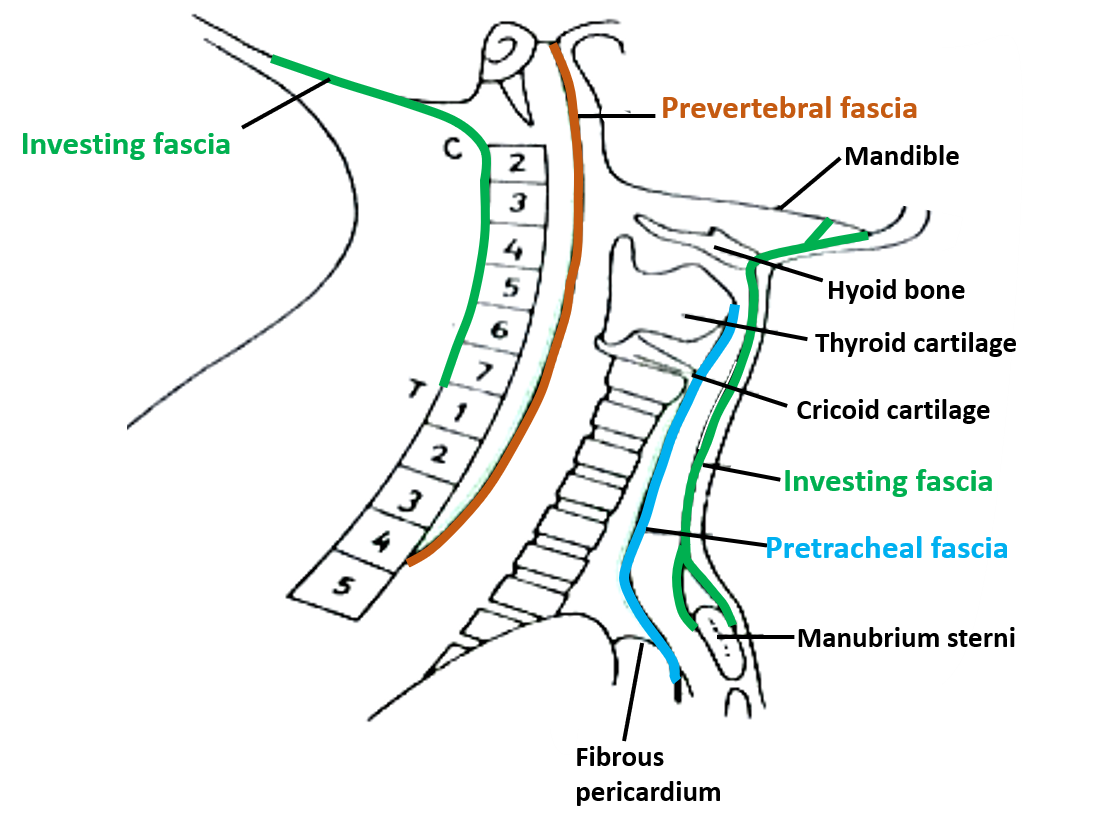 Vertcal dispostion of deep cervical fascia