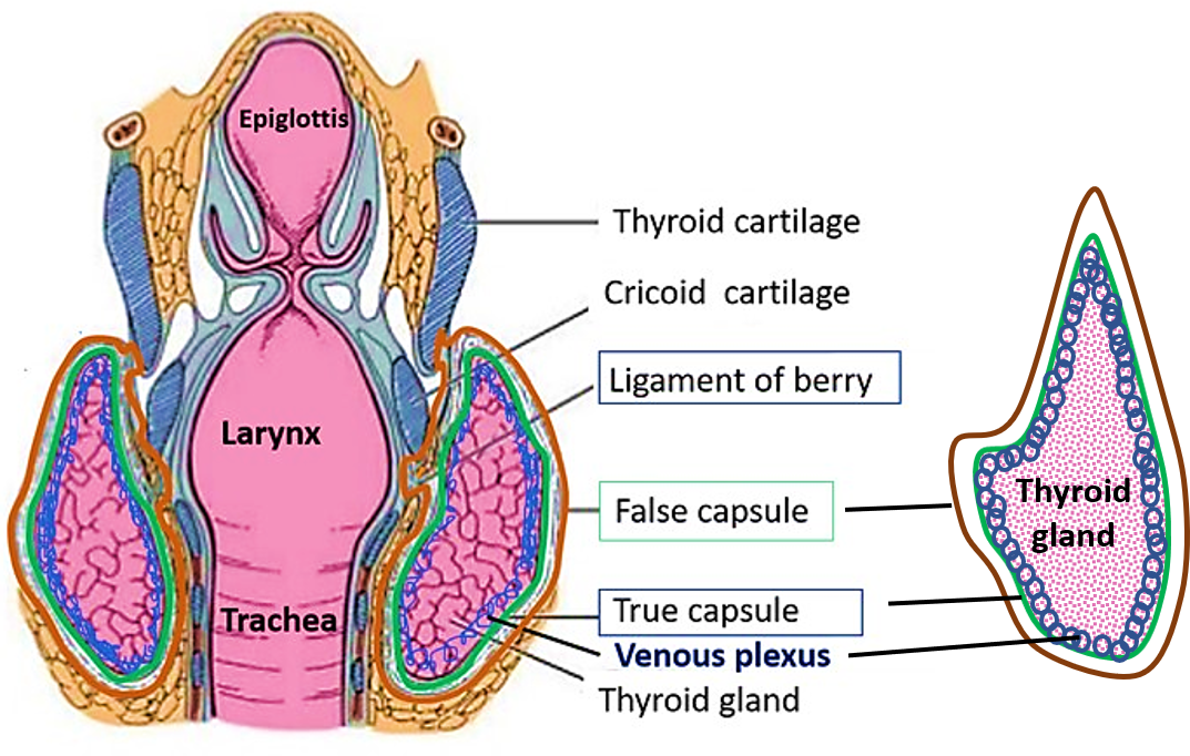 true and false capsules of thyroid gland