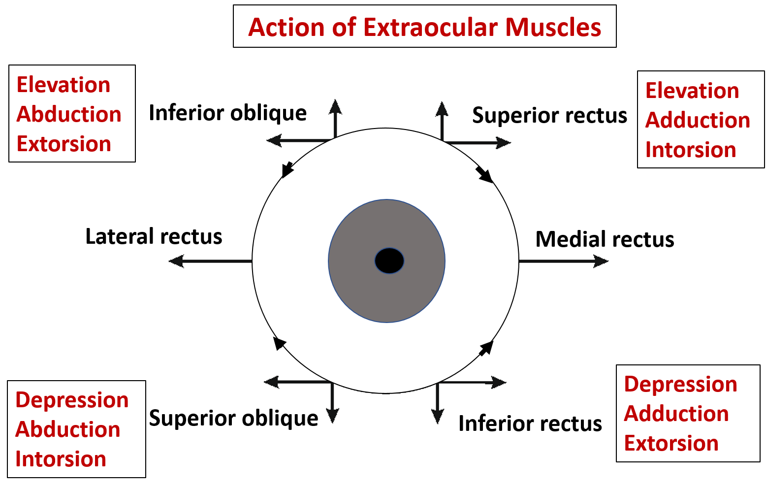 extraocular muscles - action