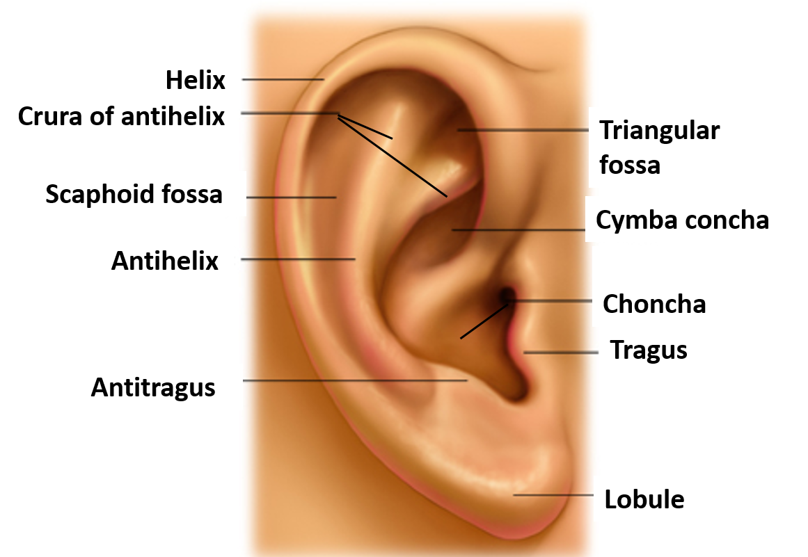 auricle - gross features