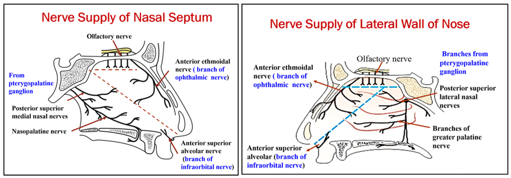 nerve supply of nasal cavity