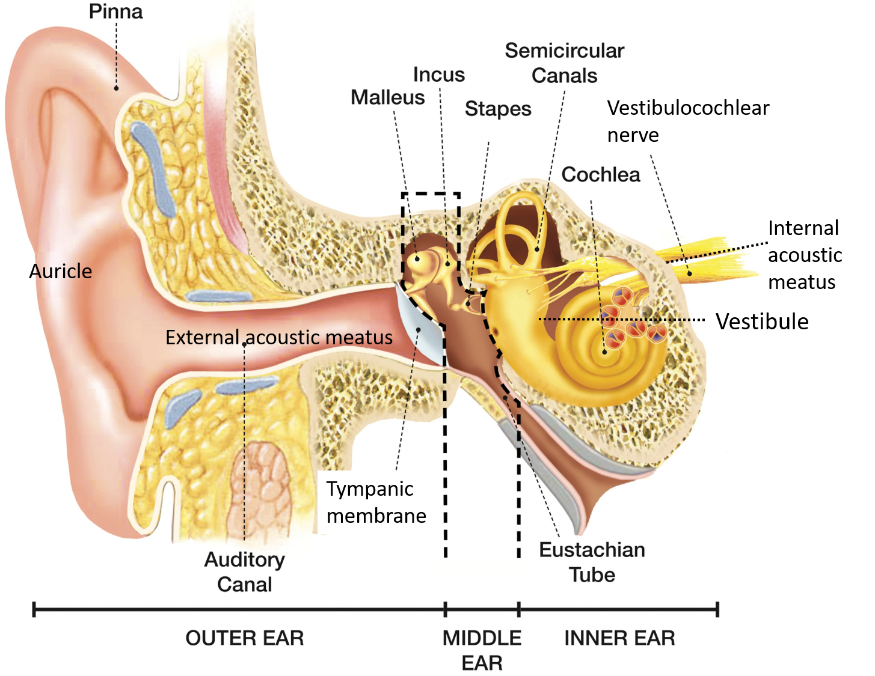 External Ear , Auricle and External acoustic meatus , Anatomy QA