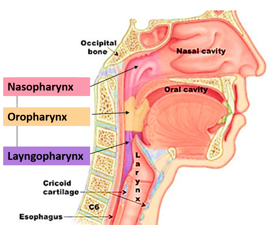 Pharynx - subdivisions, Muscles, Nerve supply and Applied Aspects