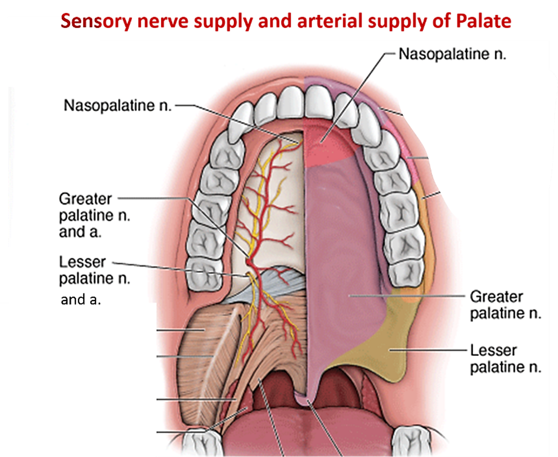palate - arterial and nerve supply