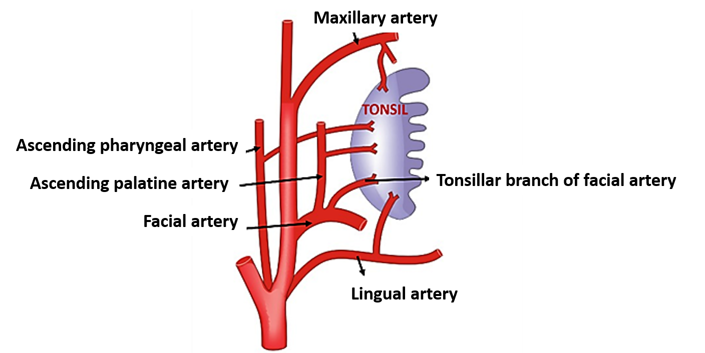 arteries supplying palatine tonsil