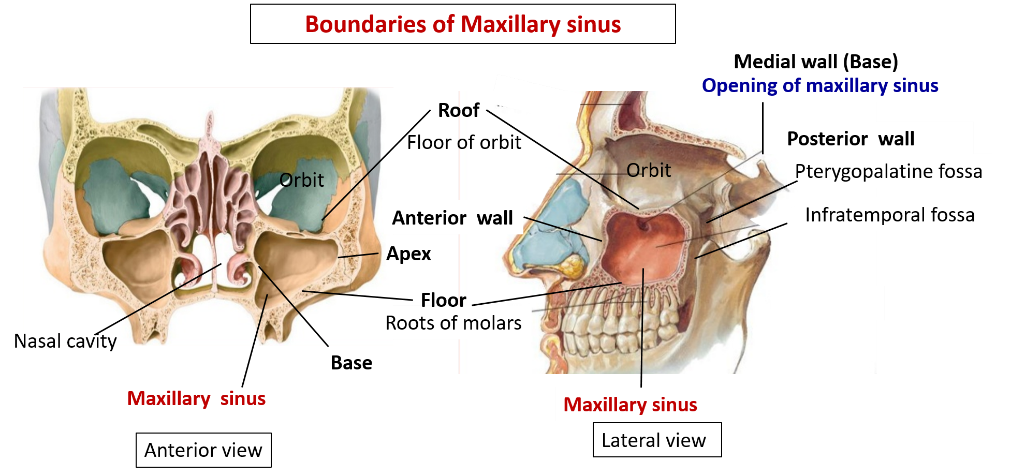 Maxillary air sinus - boundaries