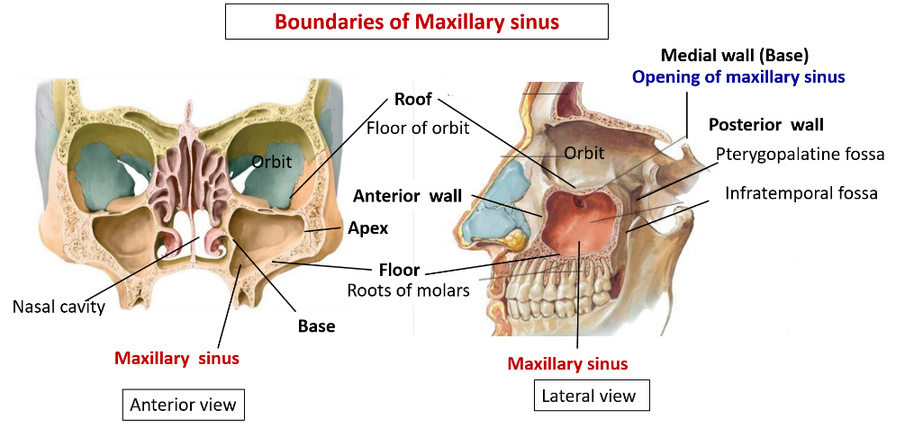 Paranasal Air Sinuses Anatomy QA