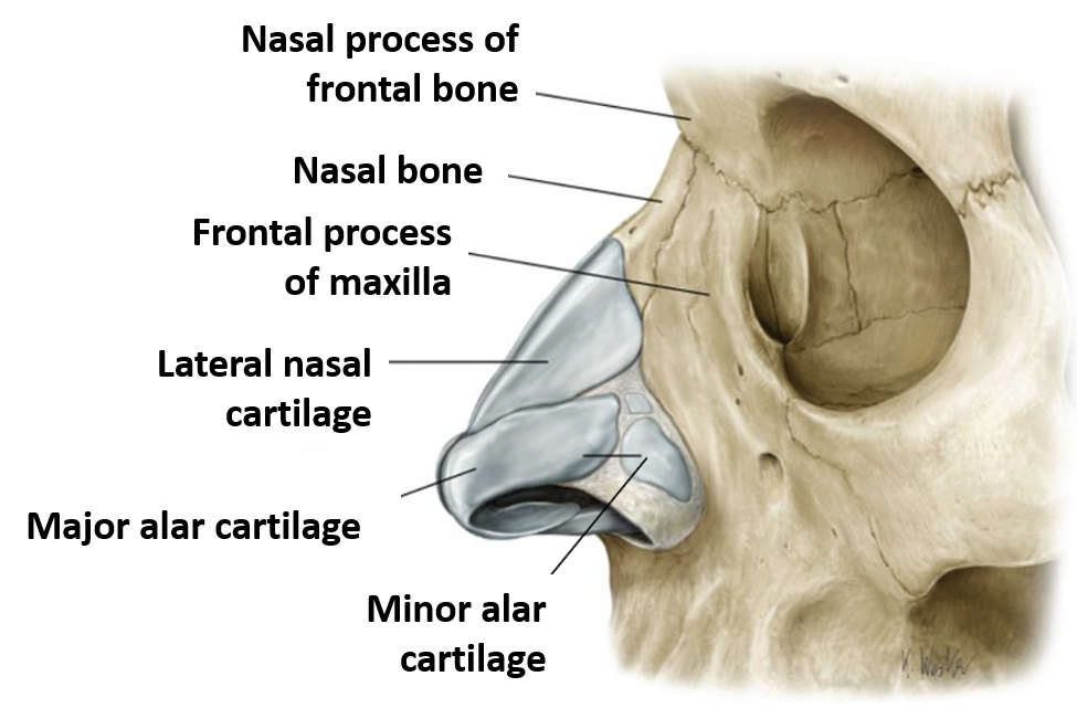 nose - bones and cartilages