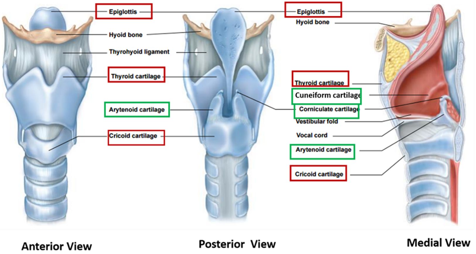 larynx -cartilages
