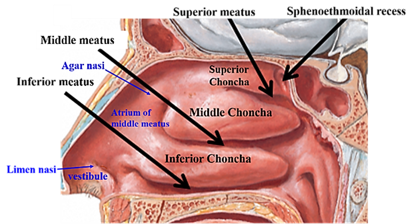 chonchae and meatuses in lateral wall of nose